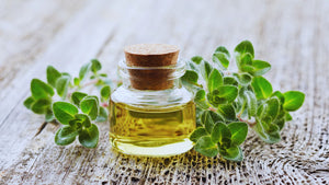 Oil of Oregano Benefits Stronger than Antibiotics?